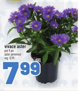Metro VIVACE ASTER | ASTER PERENNIAL offer