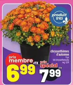 Metro CHRYSANTHÈMES D'AUTOMNE | FALL CHRYSANTHEMUMS offer