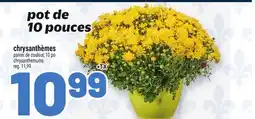 Metro CHRYSANTHÈMES | CHRYSANTHEMUMS offer