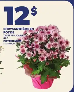Provigo CHRYSANTHÈME EN POT DE, 6 PO | POTTED MUM offer