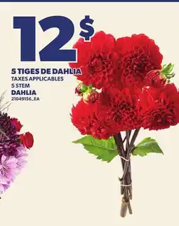 Provigo 5 TIGES DE DAHLIA | 5 STEM DAHLIA offer