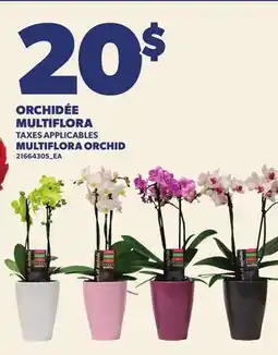 Provigo ORCHIDÉE MULTIFLORA | MULTIFLORA ORCHID offer
