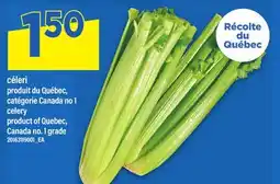 Maxi CÉLERI | CELERY offer