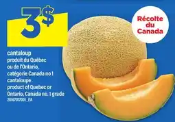 Maxi CANTALOUP | CANTALOUPE offer