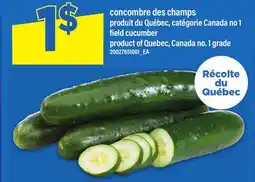 Maxi CONCOMBRE DES CHAMPS | FIELD CUCUMBER offer