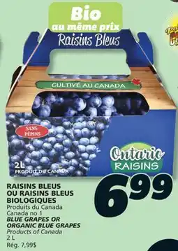 IGA BLUE GRAPES OR ORGANIC BLUE GRAPES offer