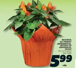 IGA ORNEMENTAL BEGONIA OR ORNAMENTAL PEPPER offer