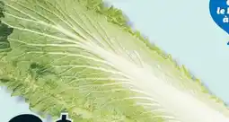 IGA CHINESE LETTUCE offer