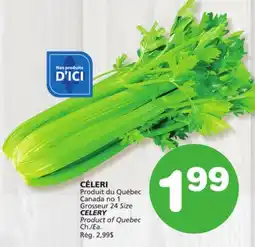 Marches Tradition CELERY offer