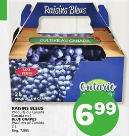 Marches Tradition BLUE GRAPES offer