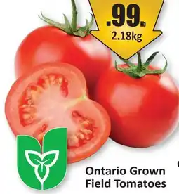 Starsky Ontario Grown Field Tomatoes offer