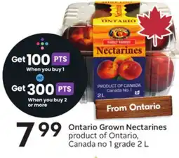 Sobeys Ontario Grown Nectarines offer