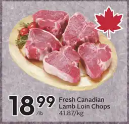 Sobeys Fresh Canadian Lamb Loin Chops offer