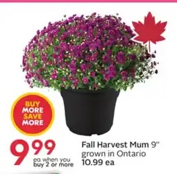 Sobeys Fall Harvest Mum offer