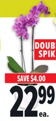 Metro ORCHIDS offer