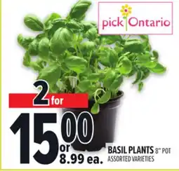 Metro BASIL PLANTS offer