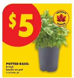 No Frills POTTED BASIL, 6 INCH offer