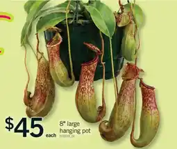 Fortinos 8 LARGE HANGING POT offer