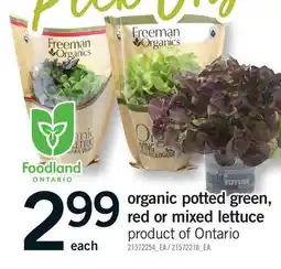 Fortinos ORGANIC POTTED GREEN, RED OR MIXED LETTUCE offer