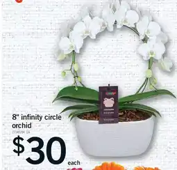 Fortinos 8 INFINITY CIRCLE ORCHID offer