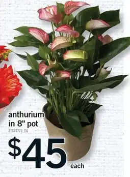 Fortinos ANTHURIUM IN 8 POT offer