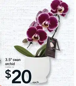 Fortinos 3.5 SWAN ORCHID offer