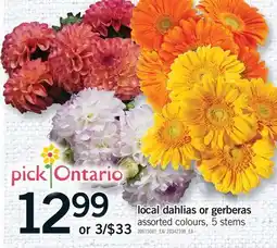 Fortinos LOCAL DAHLIA OR GERBERAS offer