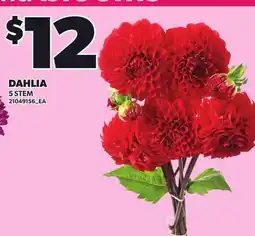 Loblaws DAHLIA, 5 STEM offer