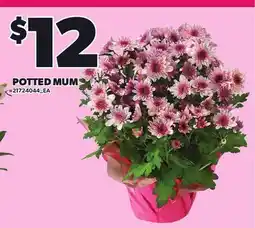 Loblaws POTTED MUM offer