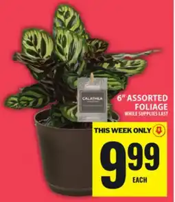 Food Basics 6 ASSORTED FOLIAGE offer