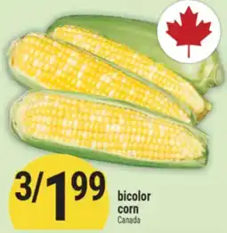 Marché Adonis bicolor corn offer