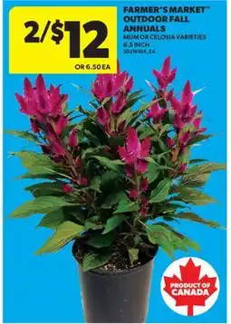 Real Canadian Superstore FARMER'S MARKET OUTDOOR FALL ANNUALS, 6.5 INCH offer