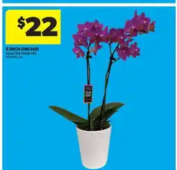 Real Canadian Superstore 5 INCH ORCHID offer