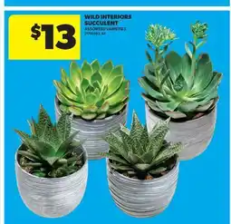 Real Canadian Superstore WILD INTERIORS SUCCULENT offer