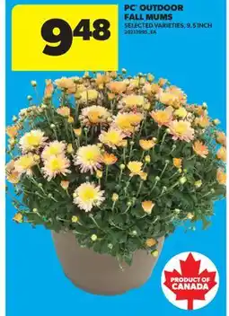 Real Canadian Superstore PC OUTDOOR FALL MUMS, 9.5 INCH offer