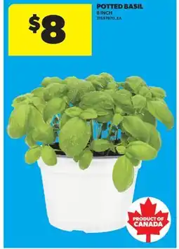 Real Canadian Superstore POTTED BASIL, 8 INCH offer