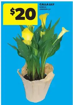 Real Canadian Superstore CALLA LILY, 6 INCH offer