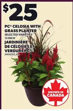 Independent Grocer PC CELOSIA WITH GRASS PLANTER, 13 INCH offer