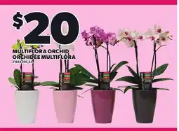 Independent Grocer MULTIFLORA ORCHID offer