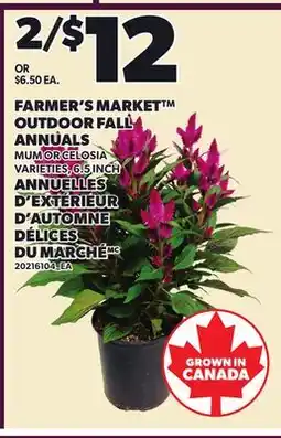 Independent Grocer FARMER'S MARKET OUTDOOR FALL ANNUALS, 6-5 INCH offer