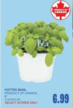 Wholesale Club POTTED BASIL, 8 offer