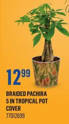 Canac Braided Pachira 5in Tropical Pot Cover offer