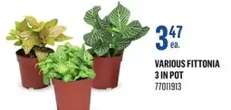 Canac Various Fittonia 3in Pot offer