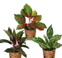 Canac Various Aglaonema 5in Tropical Pot Cover offer