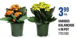 Canac Various Kalanchoe 4in Pot offer