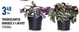 Canac Tradescantia Various 3 1/2 in Pot offer