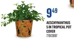 Canac Aeschynanthus 5in Tropical Pot Cover offer