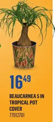 Canac Beaucarnea 5in Tropical Pot Cover offer