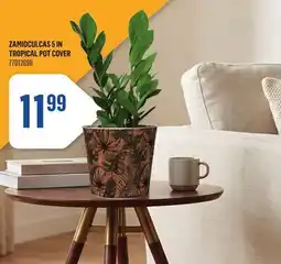 Canac Zamioculcas 5in Tropical Pot Cover offer