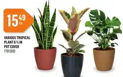 Canac Various Tropical Plant 63/4in Pot Cover offer